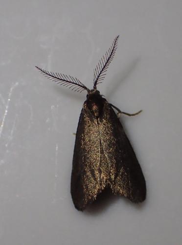 Réf. 200 886 : Proutia betulina